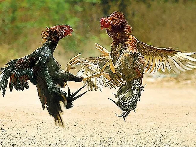 Chọi gà giúp Nguyễn Lữ sáng tạo ra Hùng kê quyền Hùng kê quyền