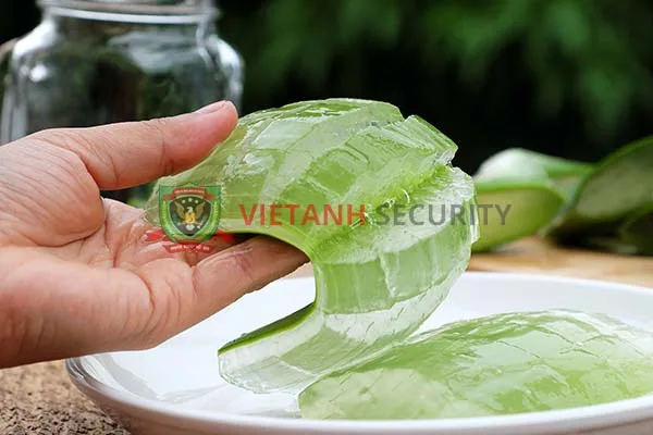 Chữa bỏng bằng nha đam được nhiều người sử dụng