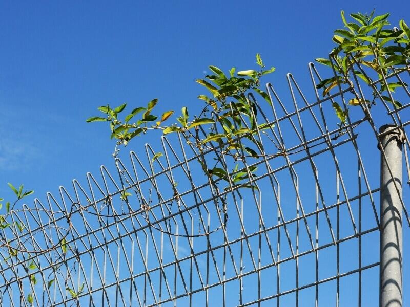 Hàng rào lưới thép
