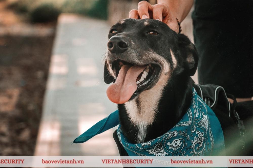 Nuôi một chú chó trông nhà Nuôi một chú chó trông nhà